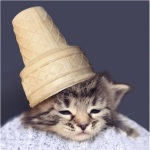 cat-kitten-with-ice-cream-cone-on-head_