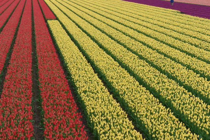 Red-cream-and-purple-tulips-view-from-the-Dutch-dyke